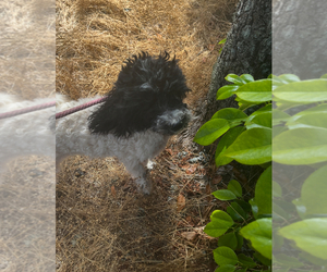 Miniature Bernedoodle Dog for Adoption in VENETA, Oregon USA