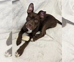 Small #1 Boxer Mix