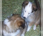 Small Photo #4 Shetland Sheepdog Puppy For Sale in ROSCOMMON, MI, USA