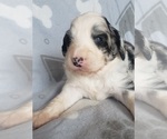 Puppy 4 Aussiedoodle-Poodle (Standard) Mix