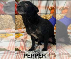 Chihuahua-Unknown Mix Dogs for adoption in Cranston, RI, USA