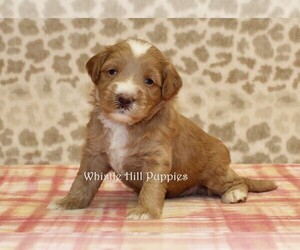 Miniature Bernedoodle Puppy for sale in DENVER, PA, USA