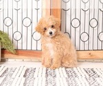Small Photo #1 Poochon Puppy For Sale in NAPLES, FL, USA