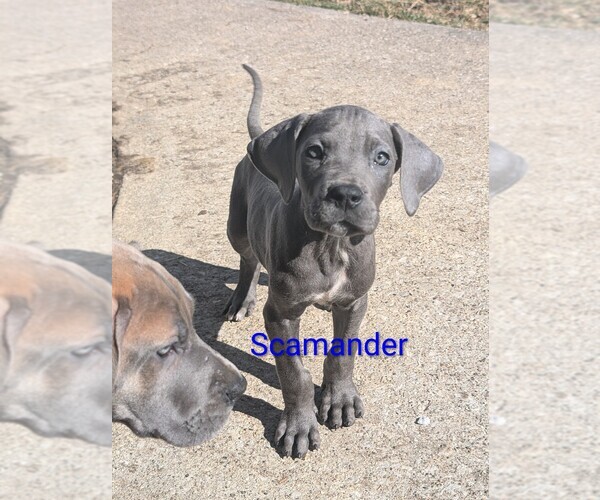 Medium Photo #1 Great Dane Puppy For Sale in ENGLISH, IN, USA
