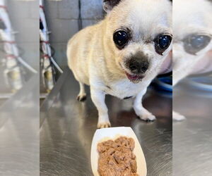 Chihuahua Dogs for adoption in Downey, CA, USA