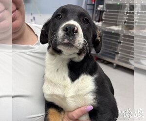 Labrador Retriever-Unknown Mix Dogs for adoption in Washington, DC, USA