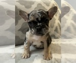 Small Photo #16 French Bulldog Puppy For Sale in MIDDLEBURY, IN, USA