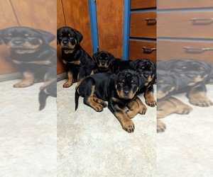 Rottweiler Puppy for sale in TACOMA, WA, USA