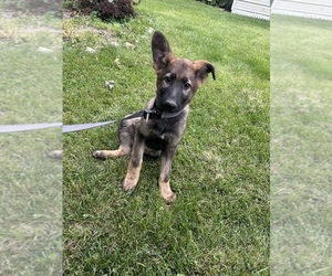 Medium German Shepherd Dog