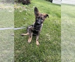 Puppy Witt German Shepherd Dog