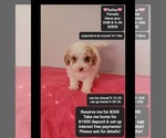 Image preview for Ad Listing. Nickname: Dallas