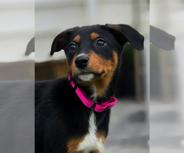 Medium Photo #1 Doberman Pinscher-Unknown Mix Puppy For Sale in Buffalo, MN, USA