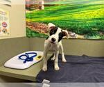Small American Pit Bull Terrier Mix