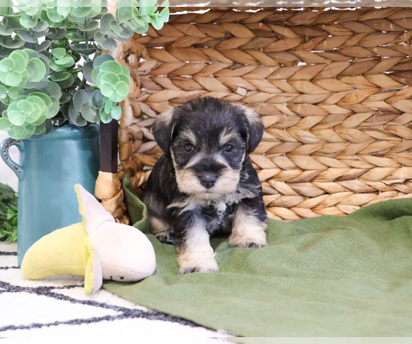Medium Photo #5 Schnauzer (Miniature) Puppy For Sale in SYRACUSE, IN, USA