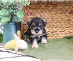 Small #4 Schnauzer (Miniature)