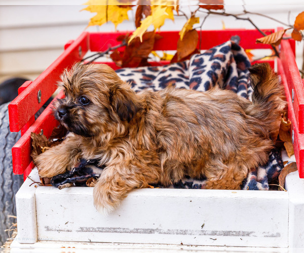 Medium Photo #20 Shorkie Tzu Puppy For Sale in WAKARUSA, IN, USA