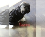 Small Photo #2 Havanese Puppy For Sale in PITTSBURG, IL, USA