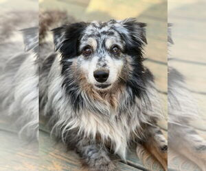 Australian Shepherd Dogs for adoption in Lakemont, GA, USA