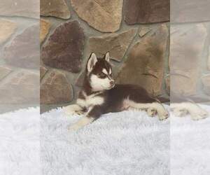 Siberian Husky Puppy for sale in NEWVILLE, PA, USA