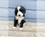 Small Photo #1 Bernedoodle Puppy For Sale in YACOLT, WA, USA