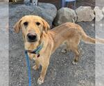 Small #3 Golden Labrador