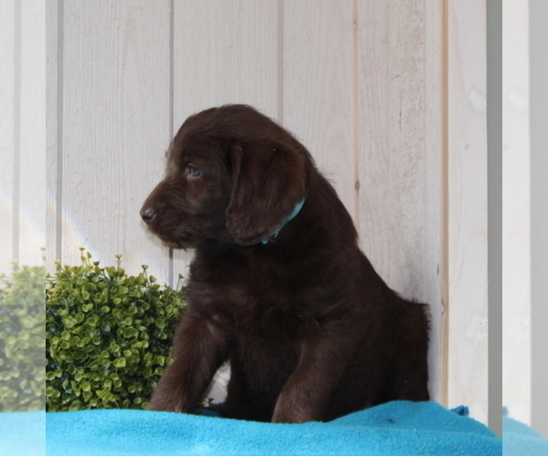 Medium Photo #2 Labradoodle-Poodle (Standard) Mix Puppy For Sale in COATESVILLE, PA, USA