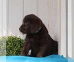 Small Photo #2 Labradoodle-Poodle (Standard) Mix Puppy For Sale in COATESVILLE, PA, USA