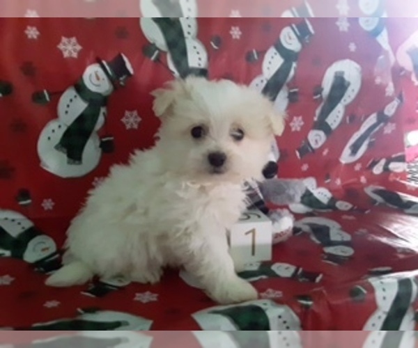 Medium Photo #1 Maltipom Puppy For Sale in SCOTTVILLE, MI, USA