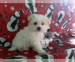Small Photo #1 Maltipom Puppy For Sale in SCOTTVILLE, MI, USA