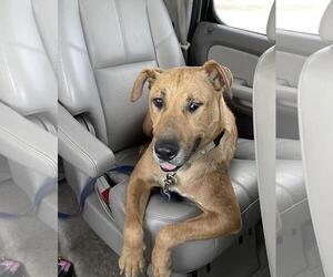Shepradors Dogs for adoption in Incline Village, NV, USA