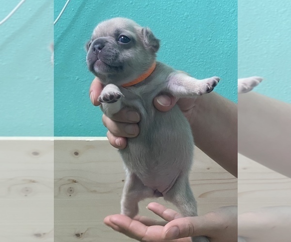 Medium Photo #2 French Bulldog Puppy For Sale in HILLSBORO, OR, USA