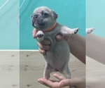 Small Photo #2 French Bulldog Puppy For Sale in HILLSBORO, OR, USA