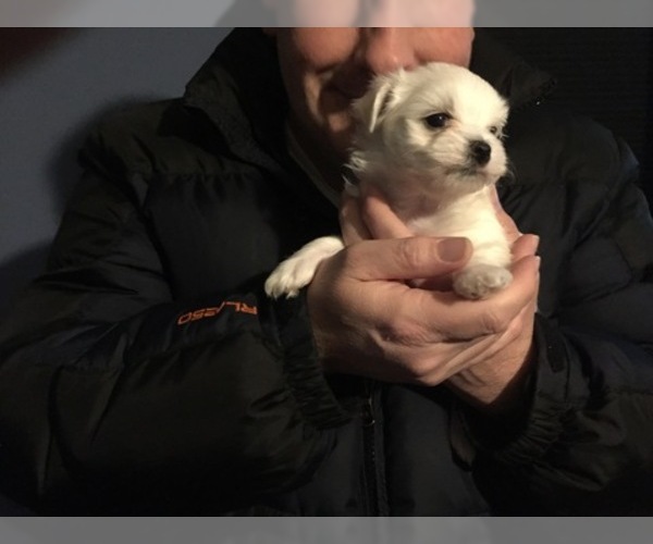 Medium Photo #50 Maltese Puppy For Sale in BRKN ARW, OK, USA