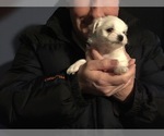 Small Photo #50 Maltese Puppy For Sale in BRKN ARW, OK, USA