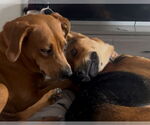 Small #5 Labrador Retriever Mix