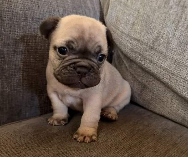 Medium Photo #7 French Bulldog Puppy For Sale in BOURBON, MO, USA