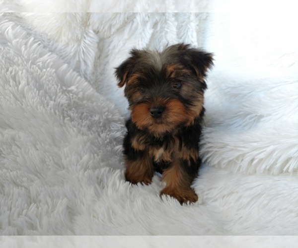 Medium Photo #2 Yorkshire Terrier Puppy For Sale in DOUGLAS, GA, USA