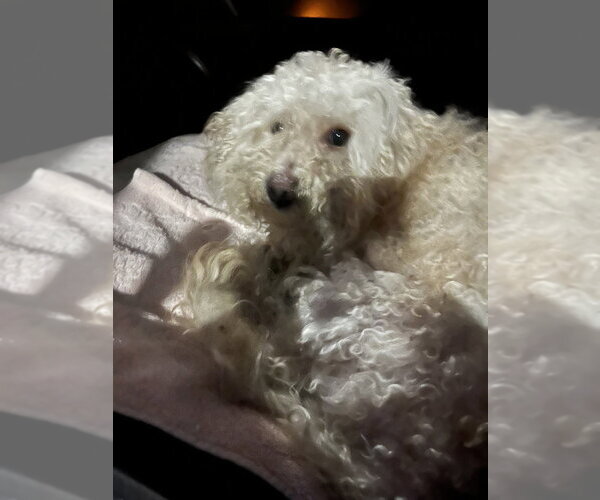 Medium Photo #4 Poodle (Miniature)-Unknown Mix Puppy For Sale in Brooklyn, NY, USA