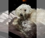 Small #3 Poodle (Miniature) Mix