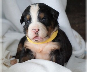 Bernese Mountain Dog Puppy for sale in FREDERICKSBG, OH, USA