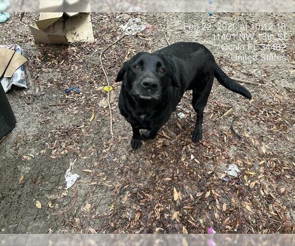 Medium Photo #1 Labrador Retriever-Unknown Mix Puppy For Sale in Ocala, FL, USA