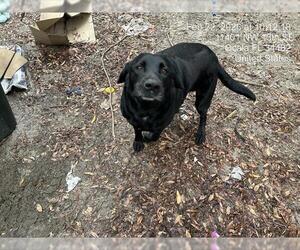 Labrador Retriever-Unknown Mix Dogs for adoption in Ocala, FL, USA