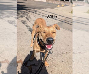 Big Willie - Male Chihuahua Dog for Adoption - Photo #4