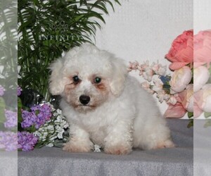 Bichon Frise Puppy for Sale in RISING SUN, Maryland USA