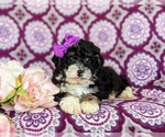 Small Photo #6 Miniature Bernedoodle Puppy For Sale in OXFORD, PA, USA