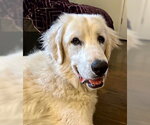 Small #10 Great Pyrenees