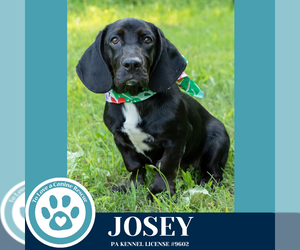Basset Hound-Unknown Mix Dogs for adoption in Kimberton, PA, USA