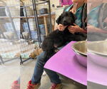 Small Border Collie Mix