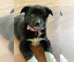 Puppy 2 Alaskan Malamute-Border Collie Mix