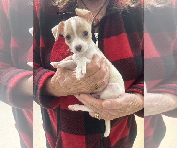 Medium Photo #3 Jack Chi Puppy For Sale in York, SC, USA